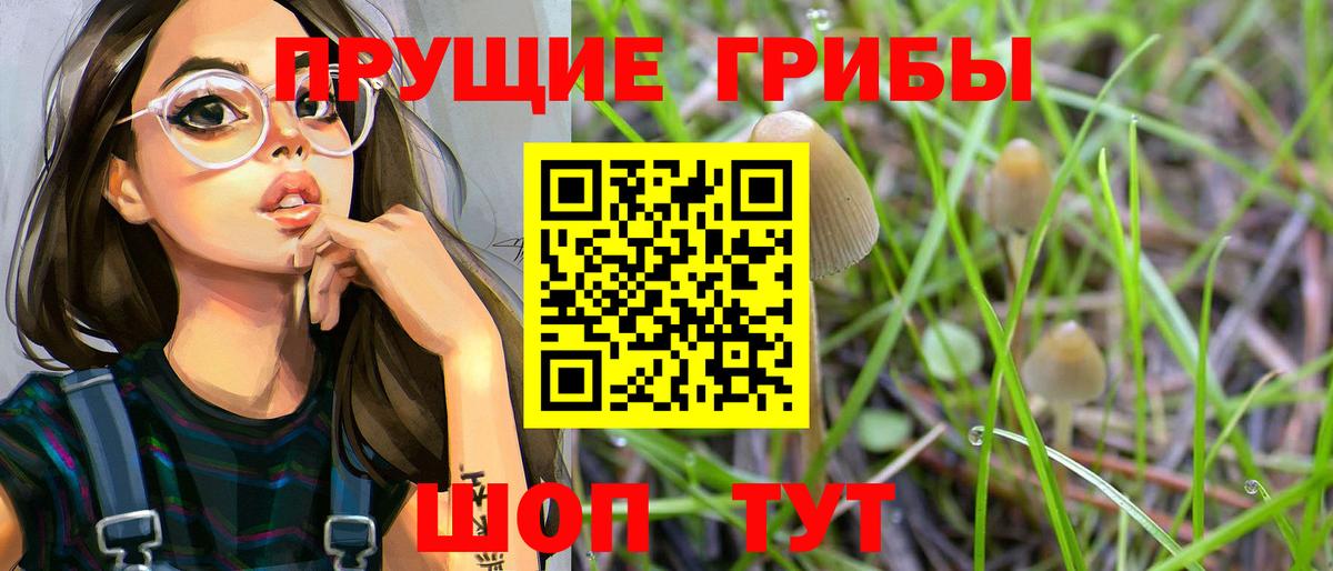 Галлюциногенные грибы Psilocybe Карпинск